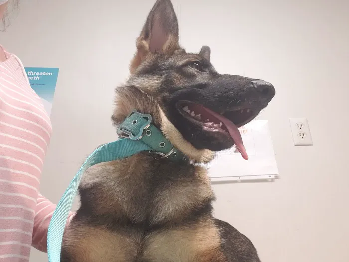 Jackson Animal Clinic 4