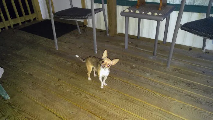 Jackson Animal Clinic 9