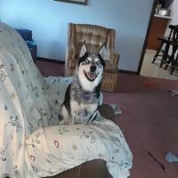 Jackson Animal Clinic ico