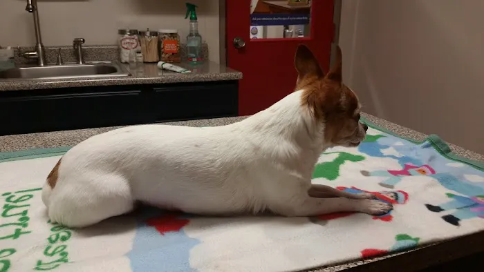 Jackson Animal Clinic 6