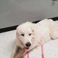 Mineral Wells Veterinary Clinic ico