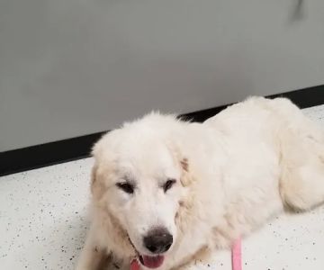 Mineral Wells Veterinary Clinic