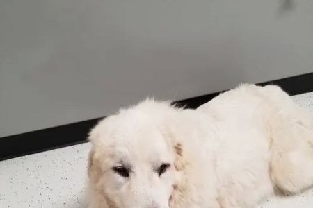 Mineral Wells Veterinary Clinic