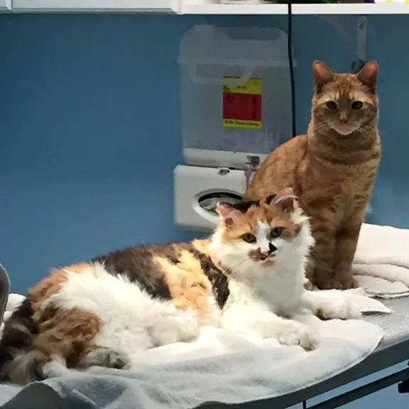 Mineral Wells Veterinary Clinic 10