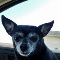 Ritchie County Vet Clinic ico