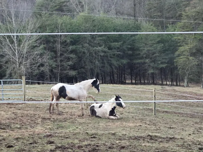 Mountain Valley Veterinary Clinic 7