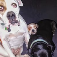 Mountain Valley Veterinary Clinic ico