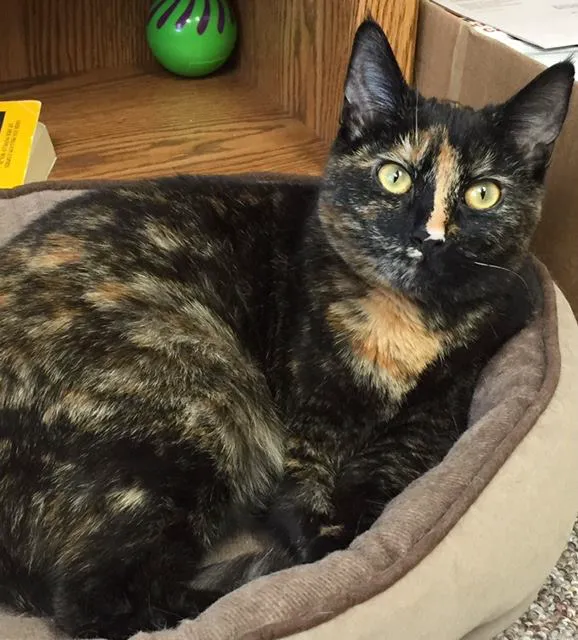 Oak Pointe Veterinary Care 10