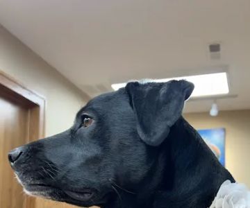 Oak Pointe Veterinary Care