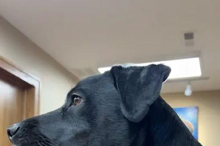 Oak Pointe Veterinary Care