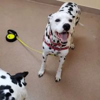 Valley View Animal Hospital ico