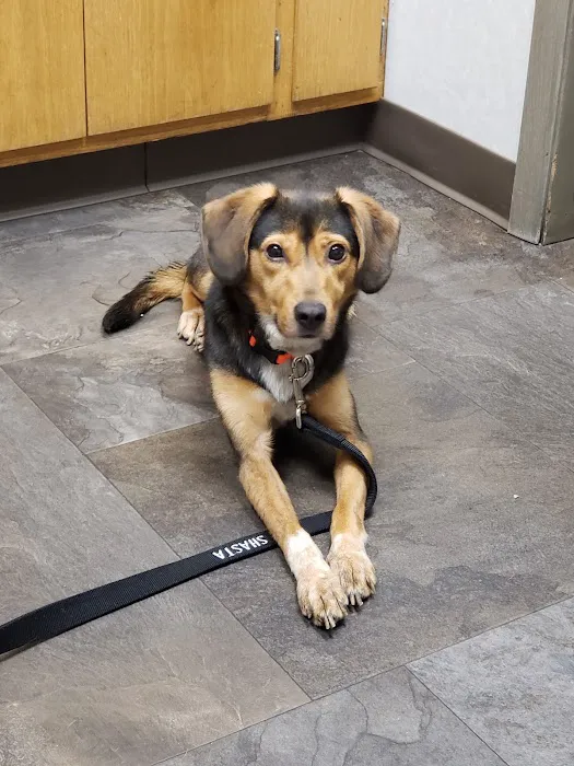 Sifferlin Animal Clinic Inc 12