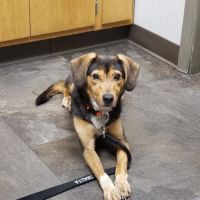 Sifferlin Animal Clinic Inc ico