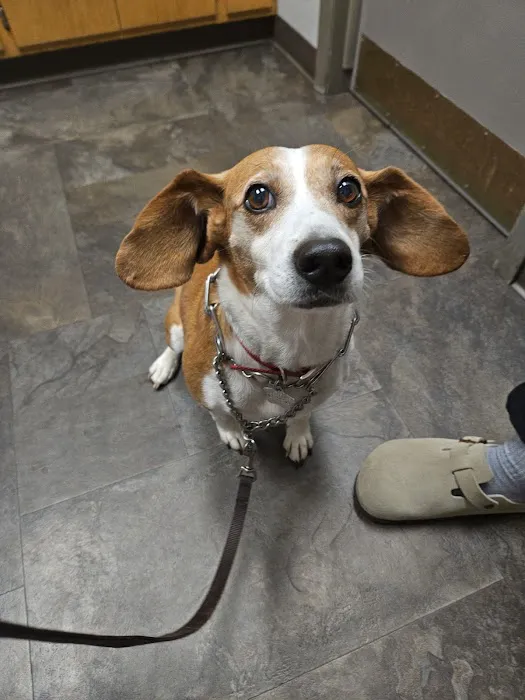Sifferlin Animal Clinic Inc 12