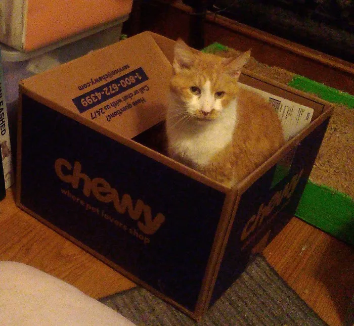 Dover Veterinary Clinic 1