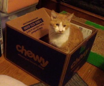 Dover Veterinary Clinic