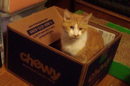 Dover Veterinary Clinic