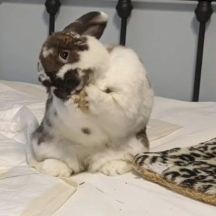 North Coast Bird & Exotic Specialty Hospital 7