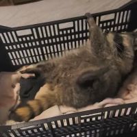 North Coast Bird & Exotic Specialty Hospital ico