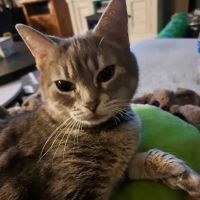 Canal Fulton Jackson Veterinary Clinic (previously Elm Ridge Animal Hospital) ico