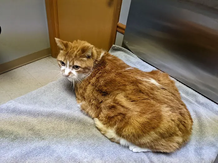 Manchester Animal Clinic 1