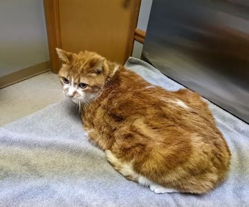 Manchester Animal Clinic