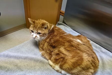 Manchester Animal Clinic