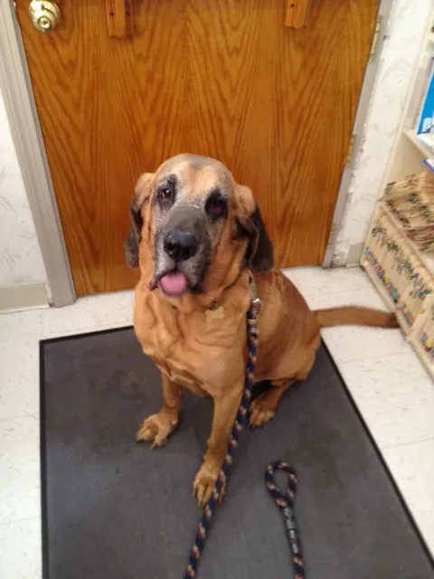 Portage Lakes Veterinary Hospital 6