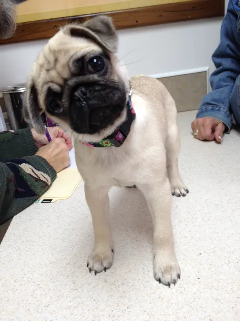 Portage Lakes Veterinary Hospital 4