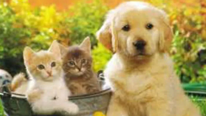 Portage Lakes Veterinary Hospital 10