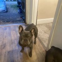 Countryside Animal Hospital ico