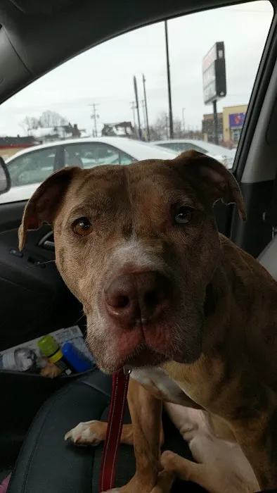 Massillon Animal Hospital 12