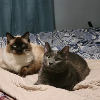 Massillon Animal Hospital ico