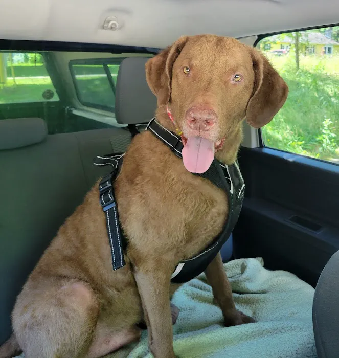 Massillon Animal Hospital 12