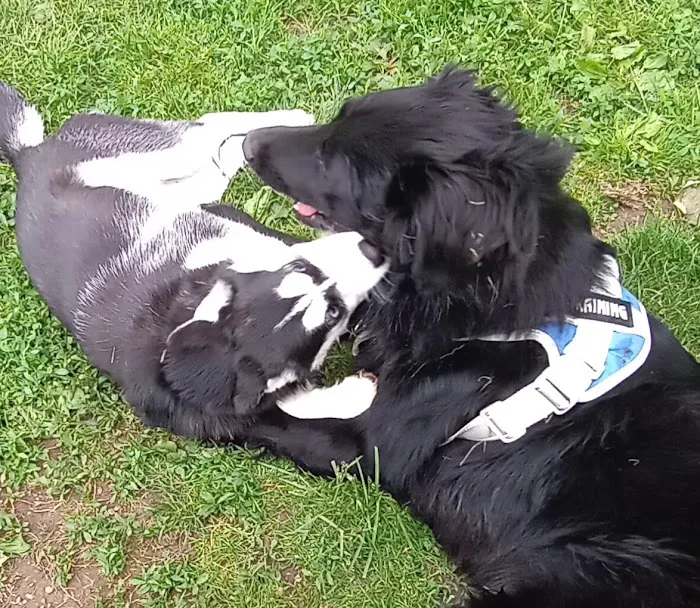 Companion Pet Care Clinic 12