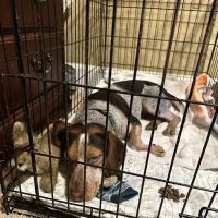 Navarre Animal Clinic ico