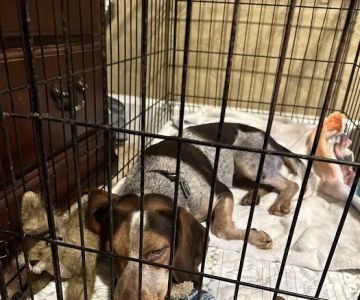 Navarre Animal Clinic