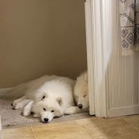 Holistic Veterinary Practice - Pamela Fisher, DVM ico