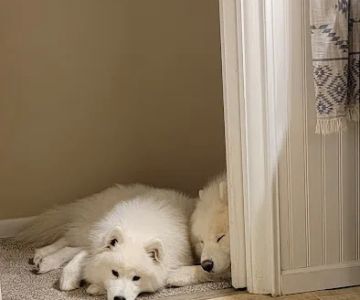 Holistic Veterinary Practice - Pamela Fisher, DVM