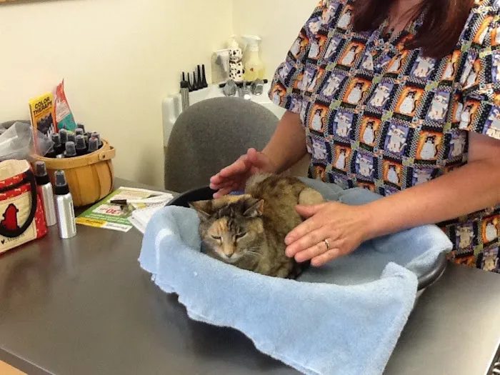 Holistic Veterinary Practice - Pamela Fisher, DVM 12