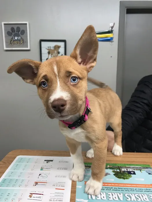 Kentown Animal Hospital 12