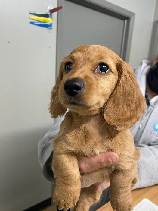 Kentown Animal Hospital 12