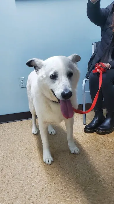 Kentown Animal Hospital 12