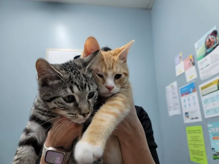 Kentown Animal Hospital 12