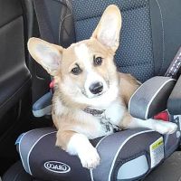 Kentown Animal Hospital ico