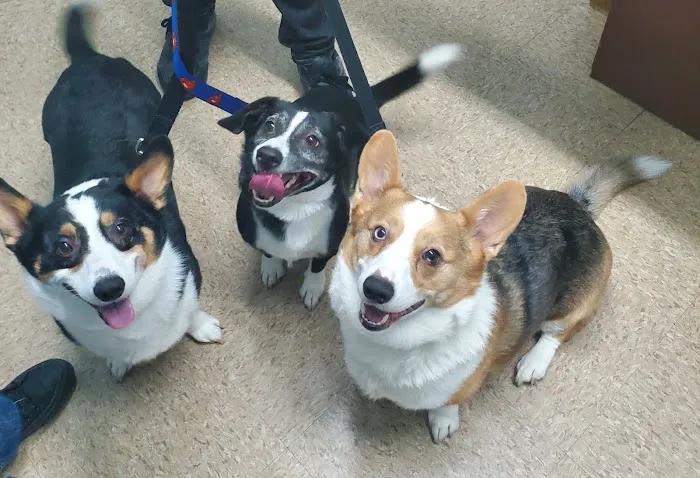 Kentown Animal Hospital 12
