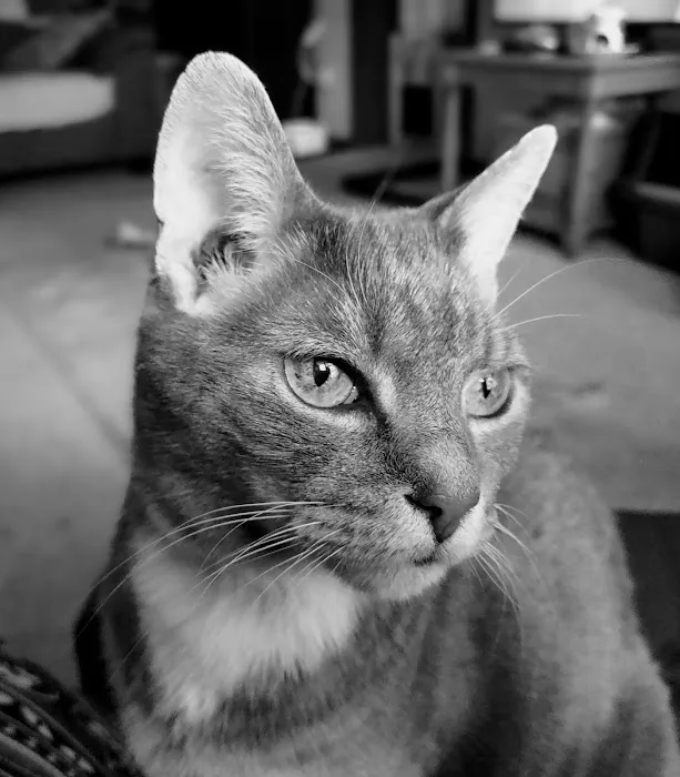 Akron Barberton Veterinary Clinic 12