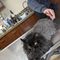 Akron Barberton Veterinary Clinic ico