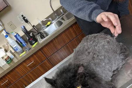 Akron Barberton Veterinary Clinic