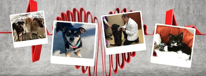Dermatology for Animals - Akron 12